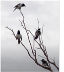 Butcherbirds in a tree